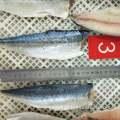 China IQF Fozen Mackerel Fish Fillets Manufactory